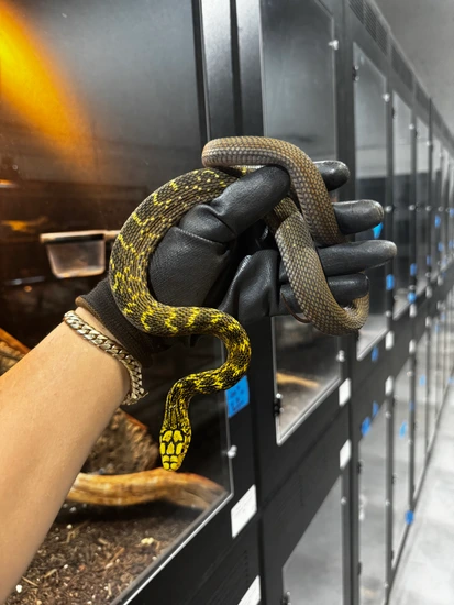 Feeding Strategies For Young King Snakes Reference: Young Pair High Yellow Chinese King Rat Snakes Other Rat