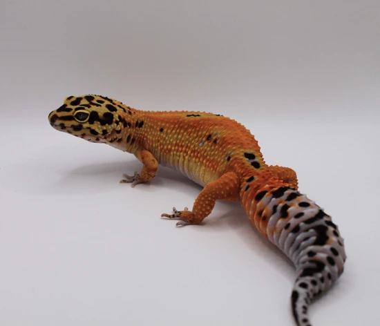 Atomic Clown X Inferno Clown Leopard Gecko by Pycko