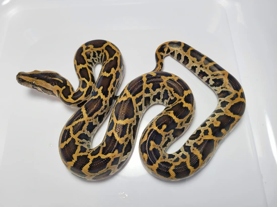 Triple Het Burmese Python by AVS Herpetology