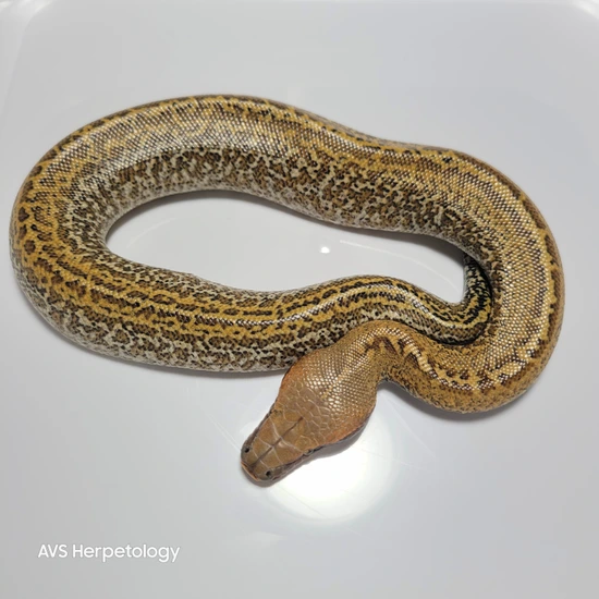 Batik Matrix Blood Python by AVS Herpetology