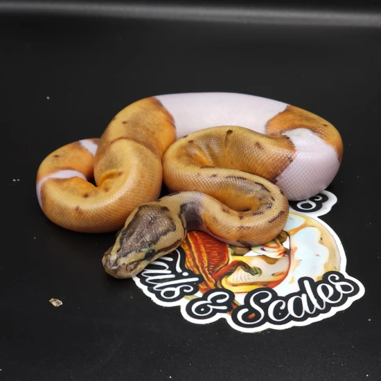 Ball Python Collection by QB's Tails & Scales LLC