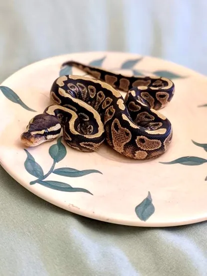 Yellowbelly Red Gene Ball Python by Loki's Demented Noodle House