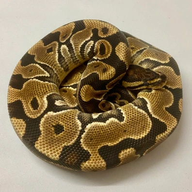 100% Het Clown 50% Het Monarch