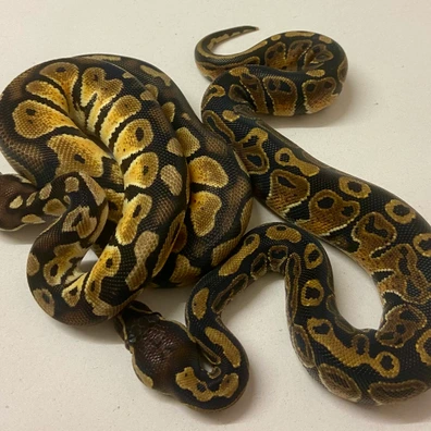 2025 PAIR Hurricane 66% Het Monarch & Pastel 66% Het Monarch 66% Het Pied