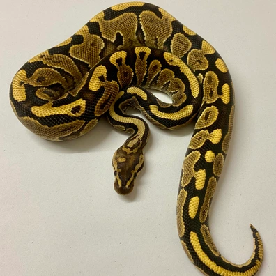 2024 Male Redhead Yellowbelly 50% Het Monarch