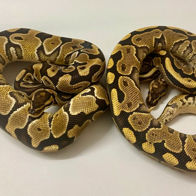PAIR Male Redhead Yellowbelly 50% Het Monarch And Female 100% Het Clown 50% Het Monarch Ball Python - male for sale from Quality Captives