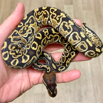 Super Hurricane (Hayabusa) 66% Het Monarch Ball Python - female for sale from Quality Captives