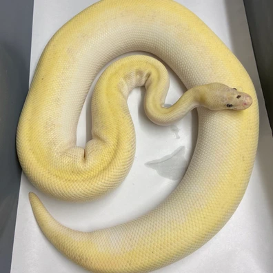 Super Mojave Pastel Genetic Stripe 100% Het Clown Ball Python - female for sale from Quality Captives
