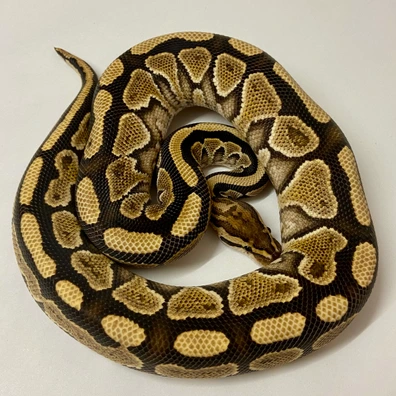Redhead Yellowbelly 100% Het Clown Ball Python - male for sale from Quality Captives