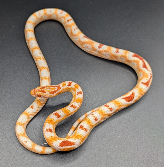 BOGO 50% Off Extreme Reverse Okeetee Corn Snake by Quirky Snakes