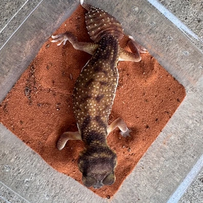Knob-Tailed Geckos For Sale - MorphMarket US & Canada