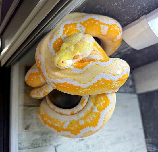 White Albino Motley Sunfire Reticulated Python by SN8KE