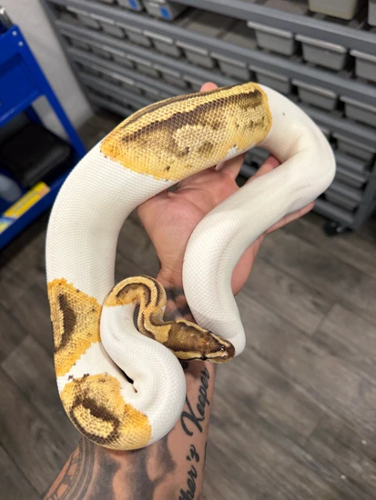 Fire Pied Het Lavender Albino Ball Python by Royal Nation Creations