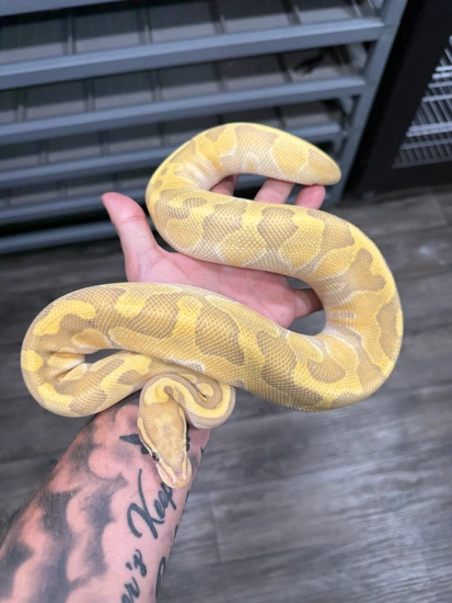 Hypo Butter Vanilla Enchi Ball Python by Royal Nation Creations