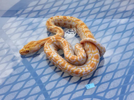Albino 100% Labyrinth 50% Granite Burmese Python by Ragin' Redtails ...