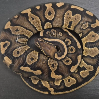 Stranger Het Pied Ball Python - female for sale from Quality Morphs