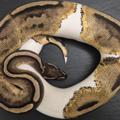 Piebald Ball Python - female for sale from Quality Morphs