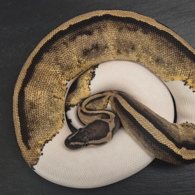 Piebald Ball Python - female for sale from Quality Morphs