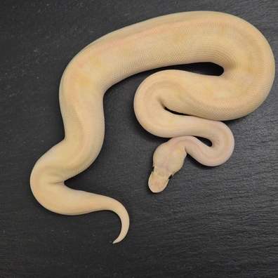 Pastel Mojave Champagne Het Monsoon Ball Python - male for sale from Quality Morphs