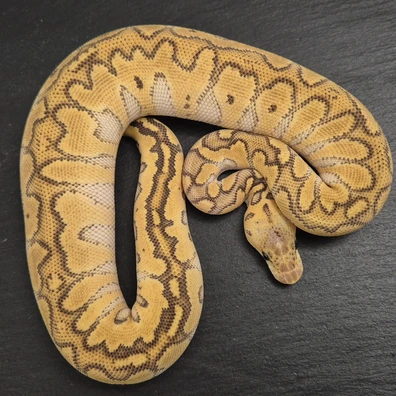 Super Pastel Clown Het Monsoon Ball Python - female for sale from Quality Morphs