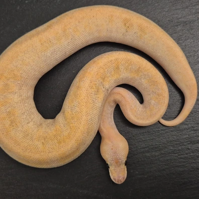 Pastel Champagne Dh Monsoon/Clown Ball Python - female for sale from Quality Morphs