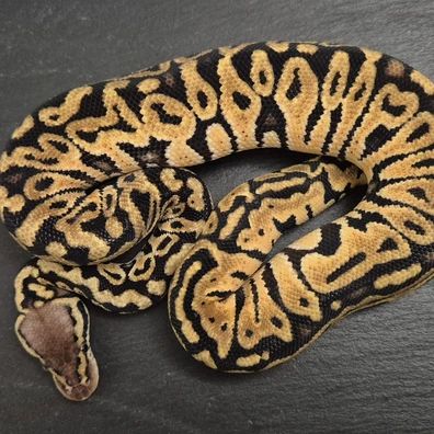 Pastel Dh Monsoon/Clown Ball Python - male for sale from Quality Morphs