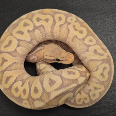 Banana Mojave Het Monsoon Ball Python - female for sale from Quality Morphs