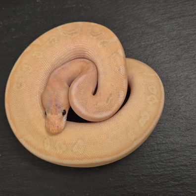 Banana Champagne Dh Monsoon/Clown Ball Python - male for sale from Quality Morphs