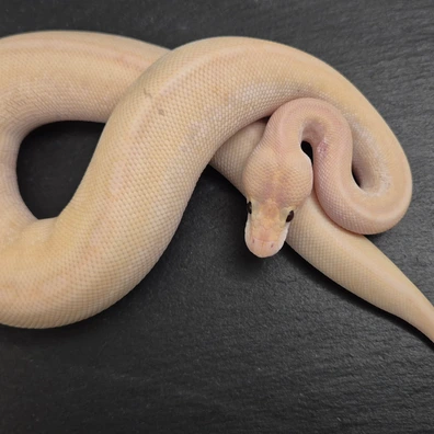 Pastel Mojave Champagne Dh Monsoon/Clown Ball Python - female for sale from Quality Morphs