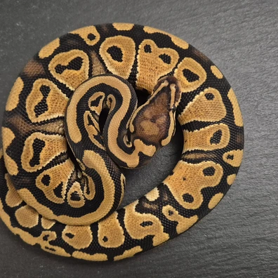 Dh Monsoon/Pied Ball Python - female for sale from Quality Morphs