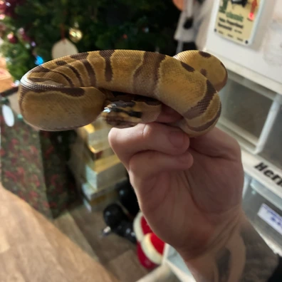 Enchi Orange Dream 66% Hypo