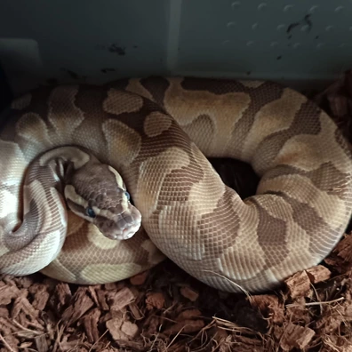 Male Enchi Lesser Pastel Het Red Axanthic