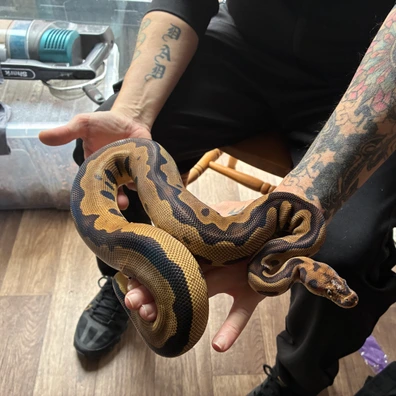 Leopard Clown Ball Python - female for sale from Rampage reptiles