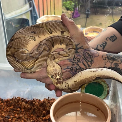 Pastel Clown Ball Python - male for sale from Rampage reptiles