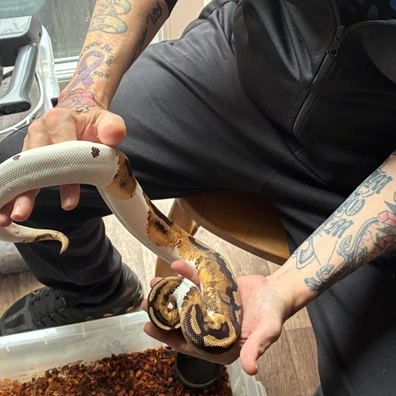 Leopard Pied Het Ultramel Ball Python - male for sale from Rampage reptiles