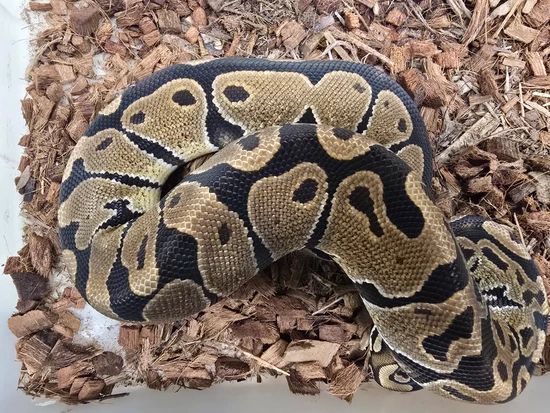 Group Of 5 ,100% Het Albino,100% Het Pied Ball Python by Reaper Ball ...