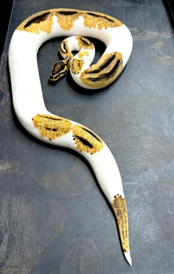 OD, YB, Pied Ball Python by Randy Bush Reptiles