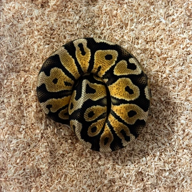 Gravel Pastel Special Ball Python - female for sale from Ranford’s Reptiles