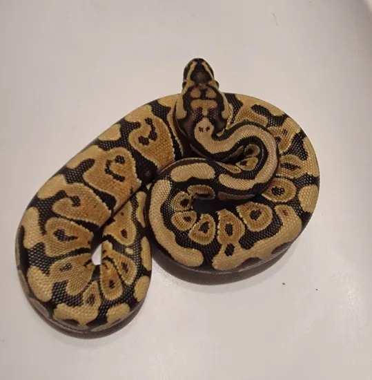 Spotnose (Amazing Finger Prints) Ball Python by Snake Spit