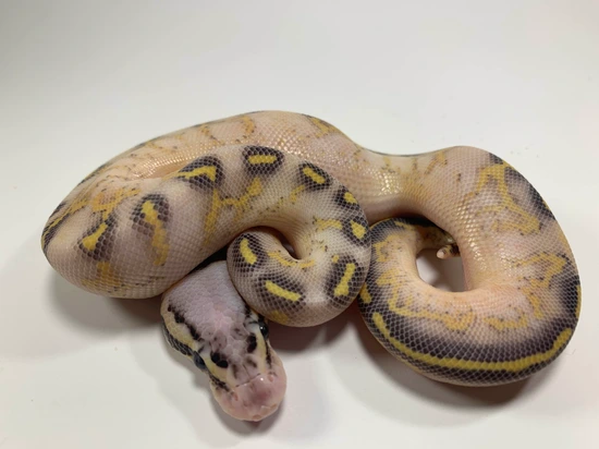 Pastel Highway Ball Python by Raw Material Reptiles