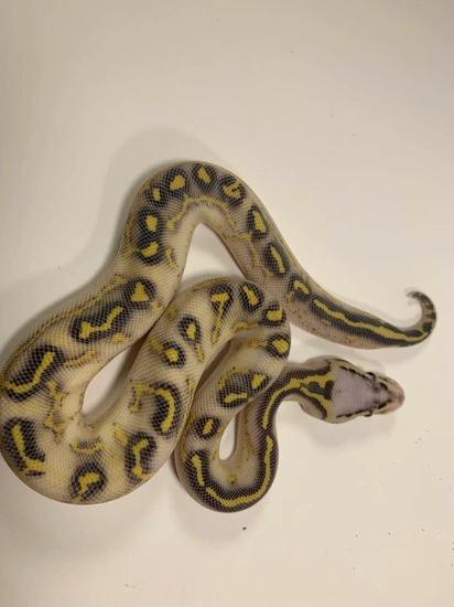 Pastel Highway Ball Python by Raw Material Reptiles