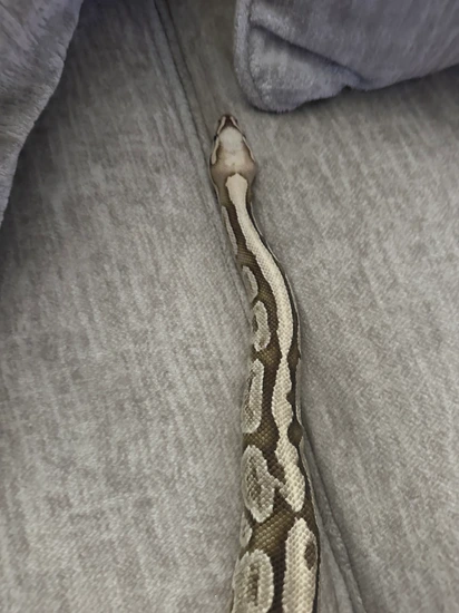 2023 Volta-Vanilla Hybrid Ball Python by RMC Pythons & Enclosures