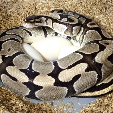 Vanilla Het. Clown Proven Breeder Ball Python - female for sale from RBPythons
