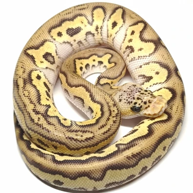 Stranger Pastel Clown Ball Python - male for sale from RBPythons