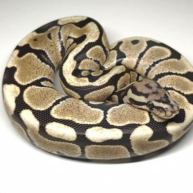 Spotnose Desert Ghost Ball Python - female for sale from RBPythons