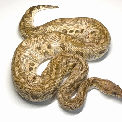 Black Head Or Mojave Poss. Yellow Belly Clown Ball Python - male for sale from RBPythons