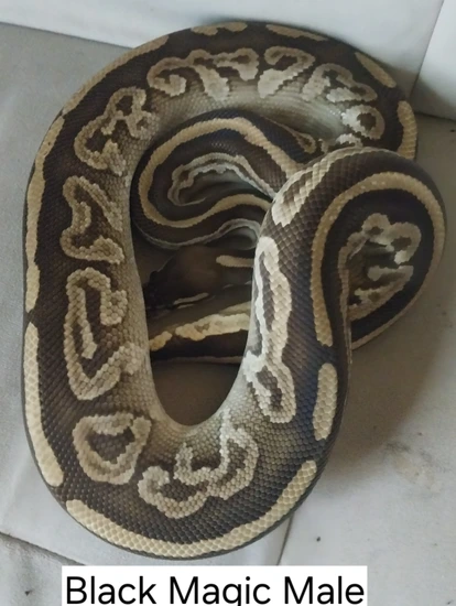 Black Magic Male Ball Python by RBSJ Reptile Realm