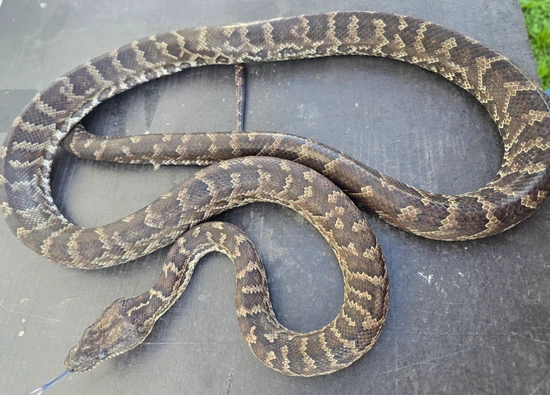 Dominican Red Mountain Other Tree Boa by Triple R - Ryan's Rats and ...