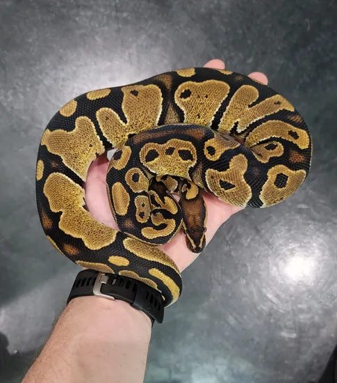 Normal (Het Pied) Ball Python by SDG Pythons