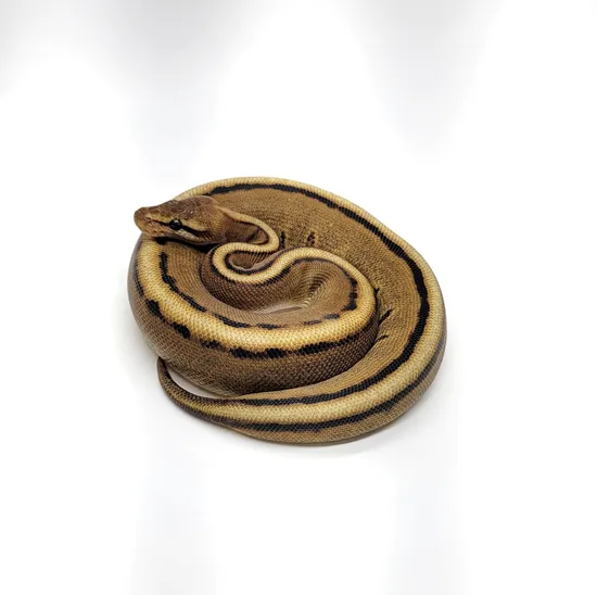 Genetic Stripe, (Het Desert Ghost) Ball Python by SDG Pythons